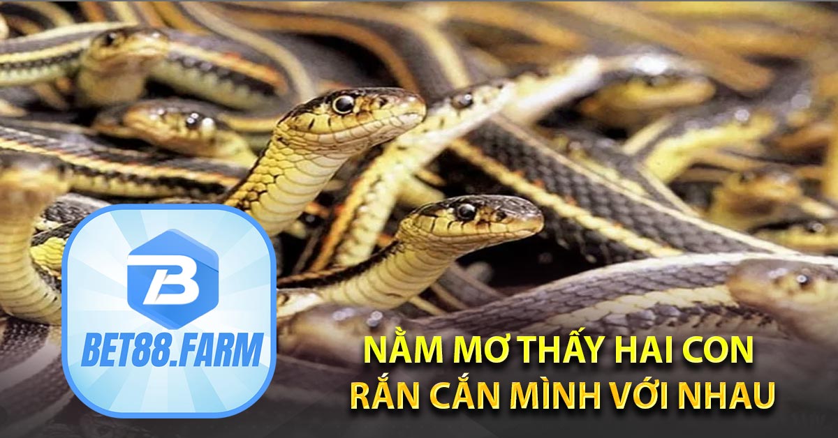 Nằm mơ thấy hai con rắn cắn mình với nhau